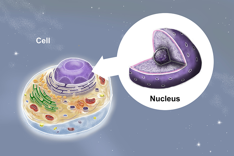Image of a fictional cell with magnificated sections of the nucleus